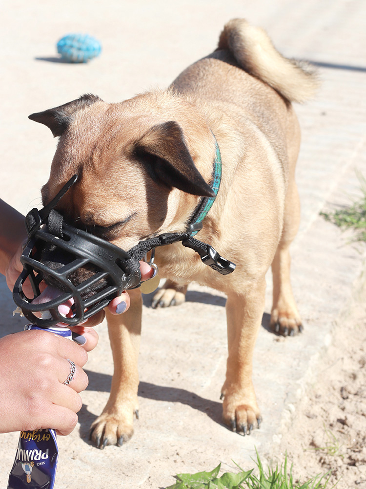 Dog muzzle 2024 for bathing